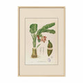 Musa Troglodytarum - Filipino Botanical Illustration