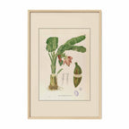Musa Troglodytarum - Filipino Botanical Illustration