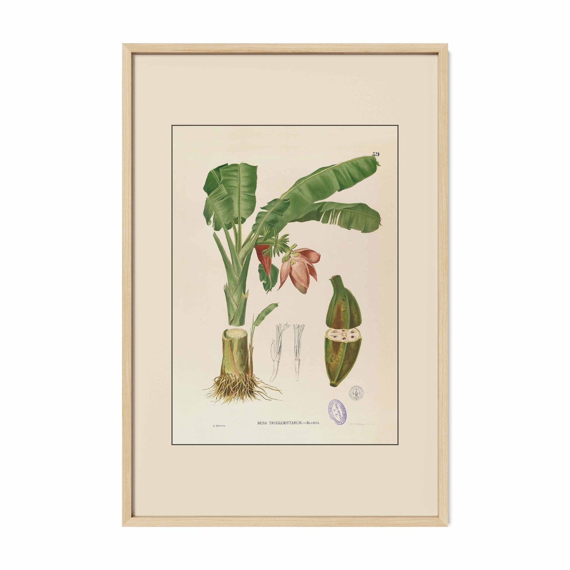 Musa Troglodytarum - Filipino Botanical Illustration