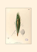 Pinus Kesiya - Filipino Botanical Illustration