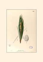 Pinus Kesiya - Filipino Botanical Illustration