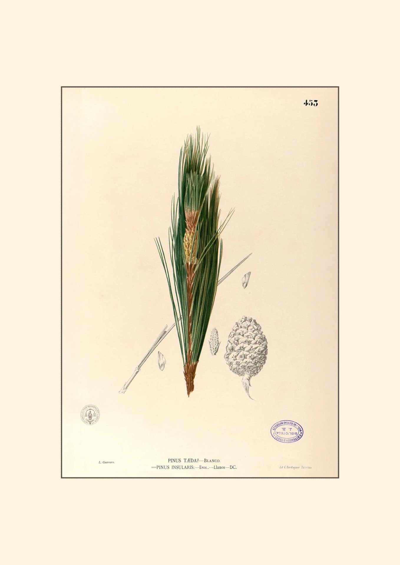 Pinus Kesiya - Filipino Botanical Illustration