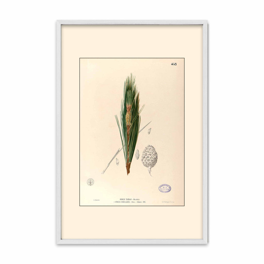 Pinus Kesiya - Filipino Botanical Illustration