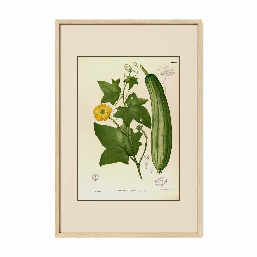 Luffa Petola - Filipino Botanical Illustration