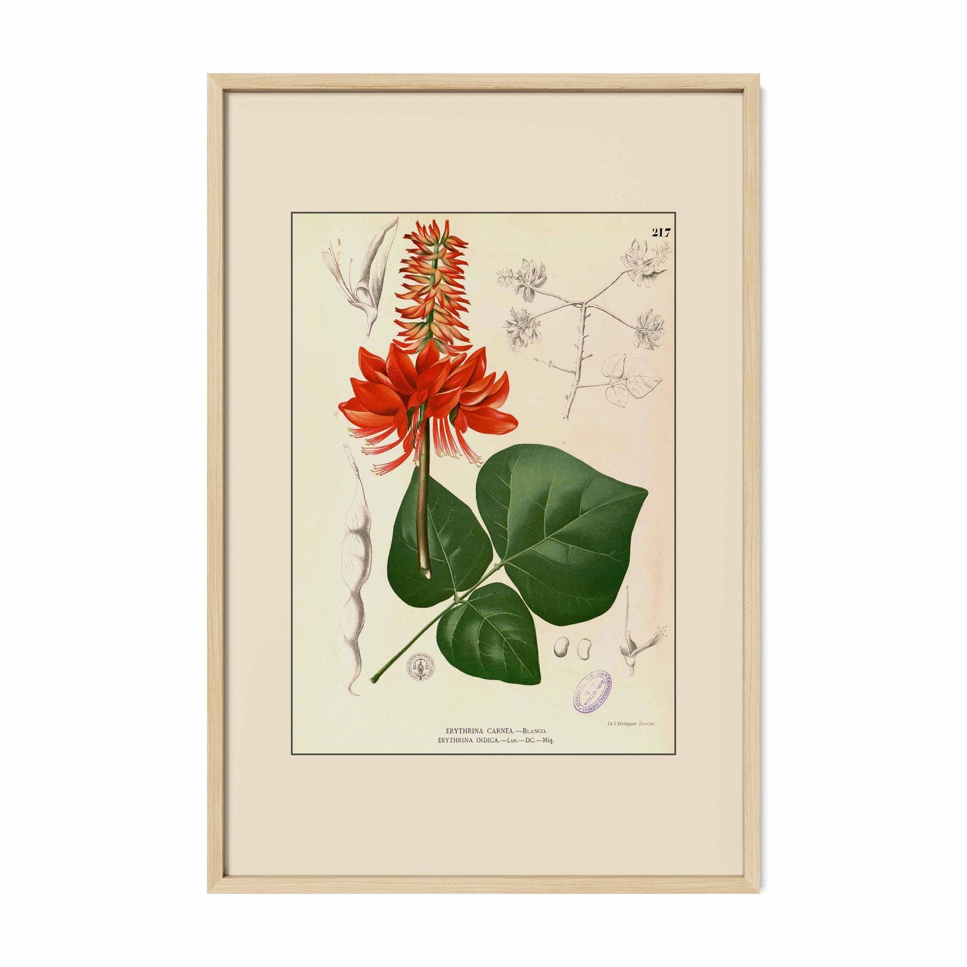 Erythrina variegata - Filipino Botanical Illustration