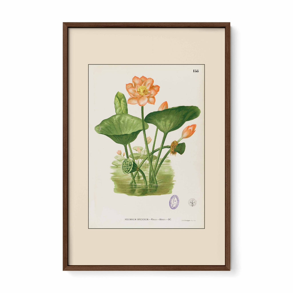 Nelumbo Nucifera - Filipino Botanical Illustration