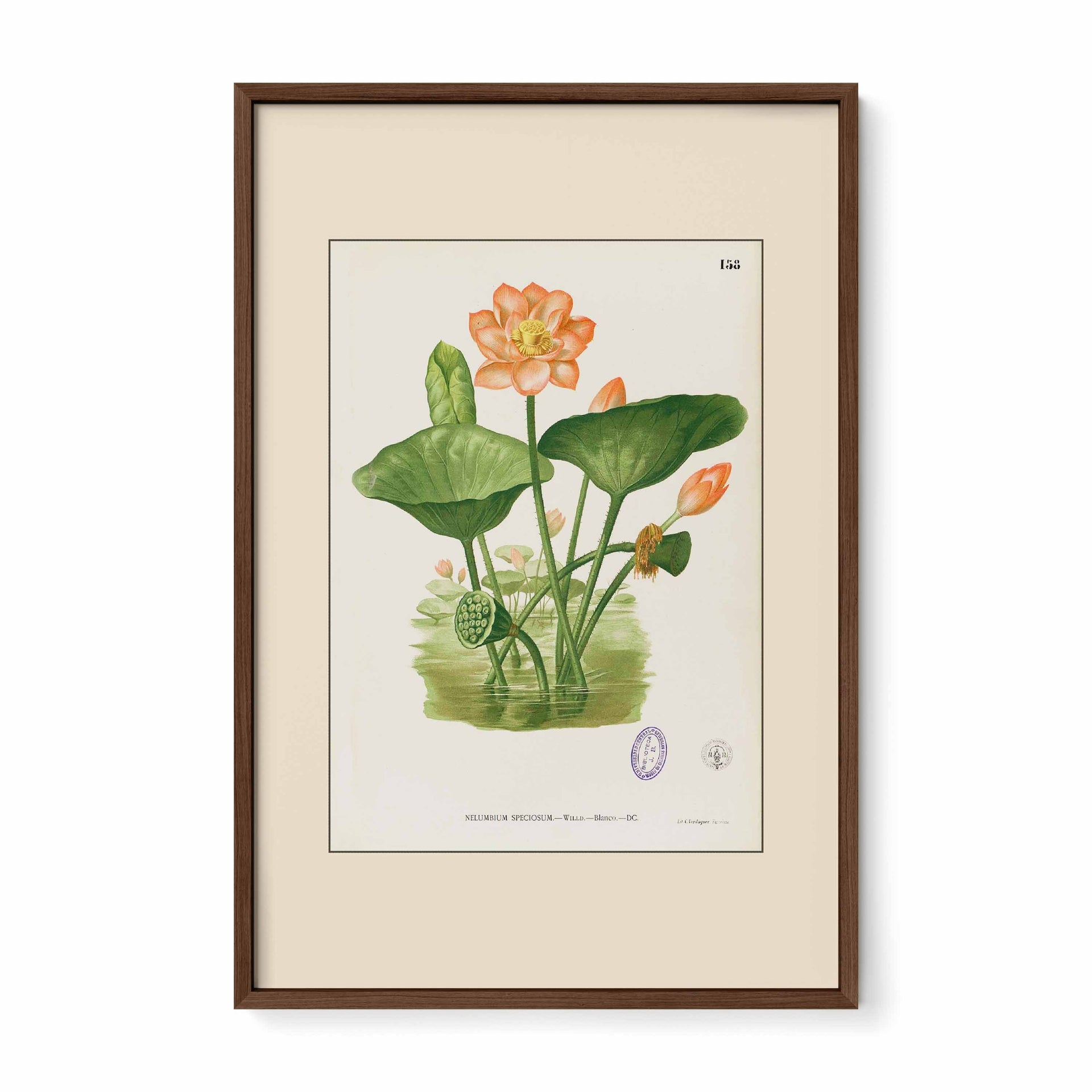Nelumbo Nucifera - Filipino Botanical Illustration