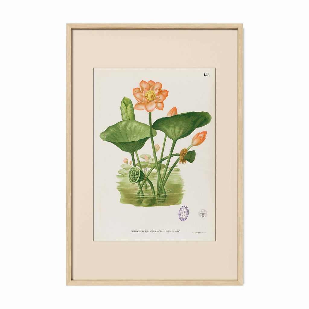 Nelumbo Nucifera - Filipino Botanical Illustration