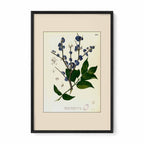 Memecylon Edule - Filipino Botanical Illustration