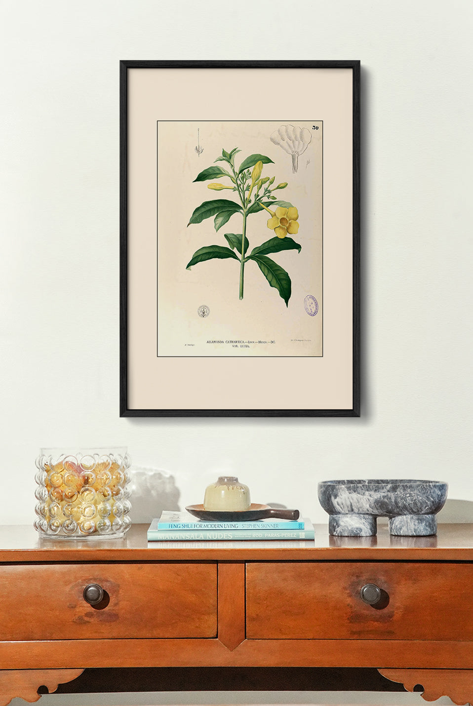 Allamanda Cathartica - Filipino Botanical Illustration