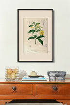 Allamanda Cathartica - Filipino Botanical Illustration