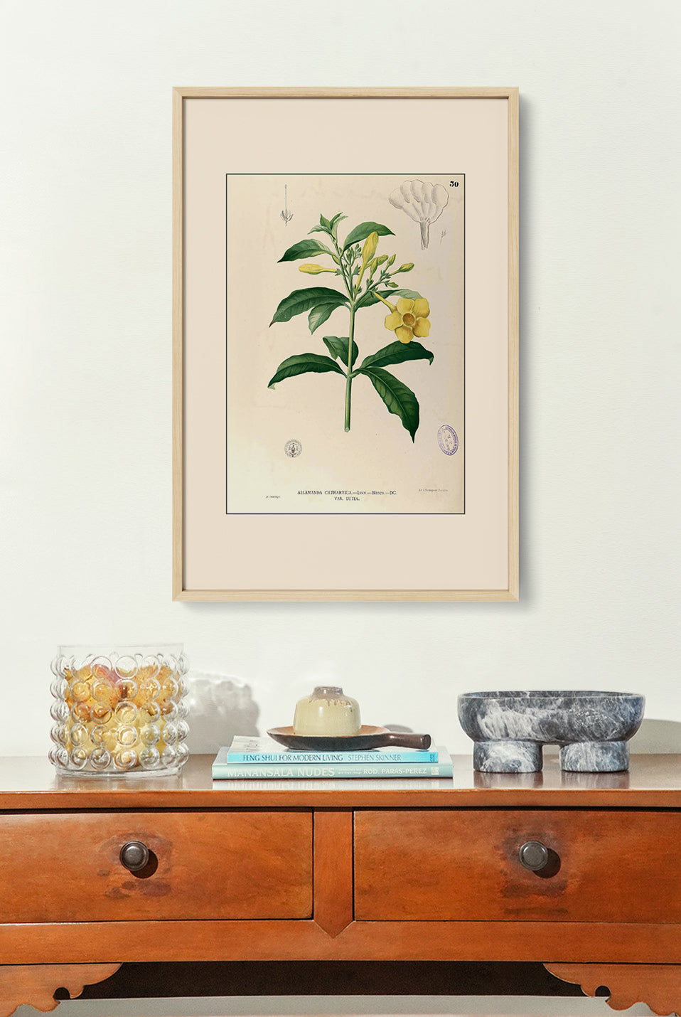 Allamanda Cathartica - Filipino Botanical Illustration