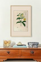 Allamanda Cathartica - Filipino Botanical Illustration