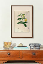 Allamanda Cathartica - Filipino Botanical Illustration