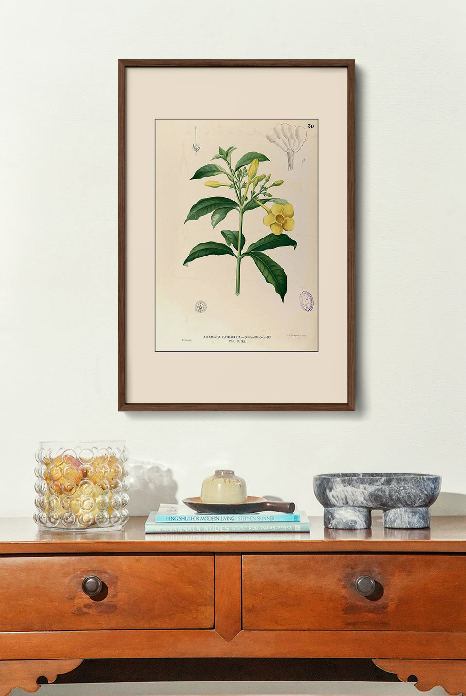 Allamanda Cathartica - Filipino Botanical Illustration