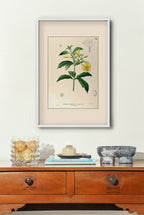 Allamanda Cathartica - Filipino Botanical Illustration
