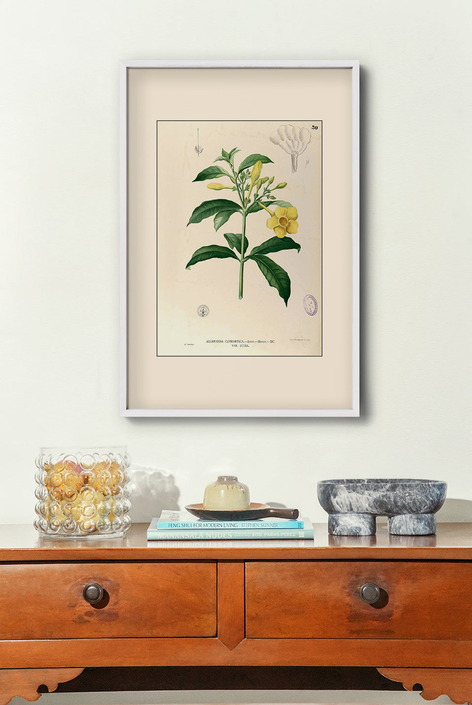Allamanda Cathartica - Filipino Botanical Illustration