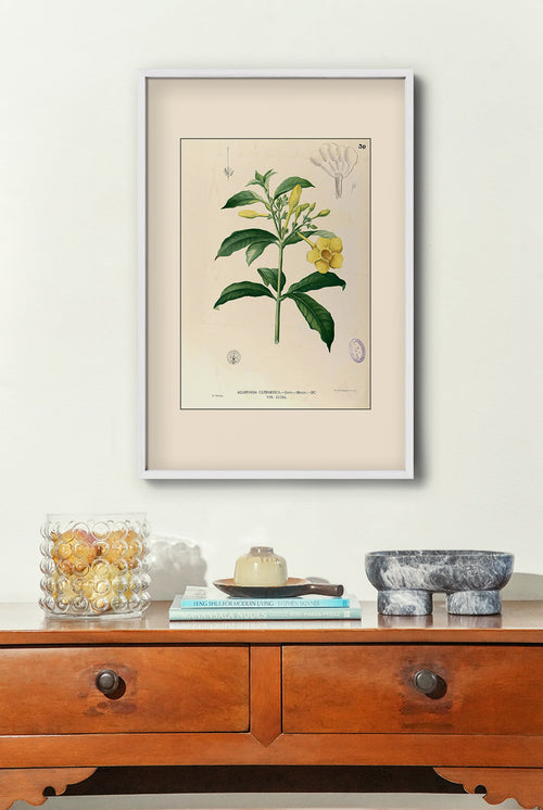 Allamanda Cathartica - Filipino Botanical Illustration