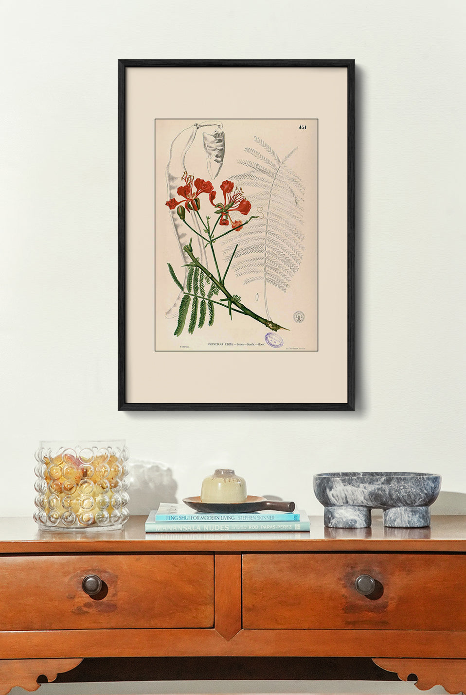 Delonix Regia - Filipino Botanical Illustration