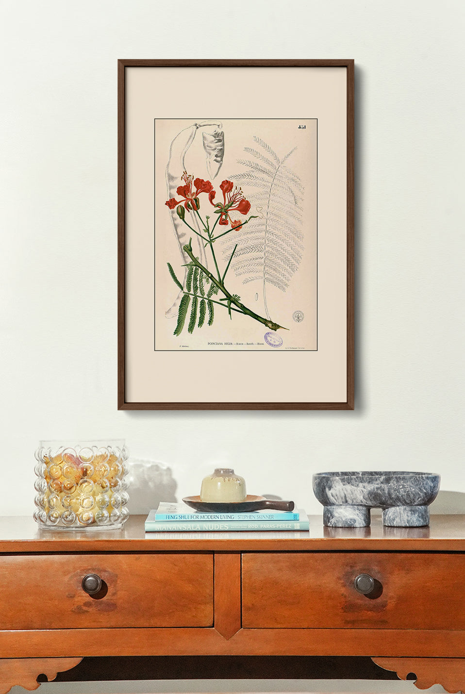Delonix Regia - Filipino Botanical Illustration