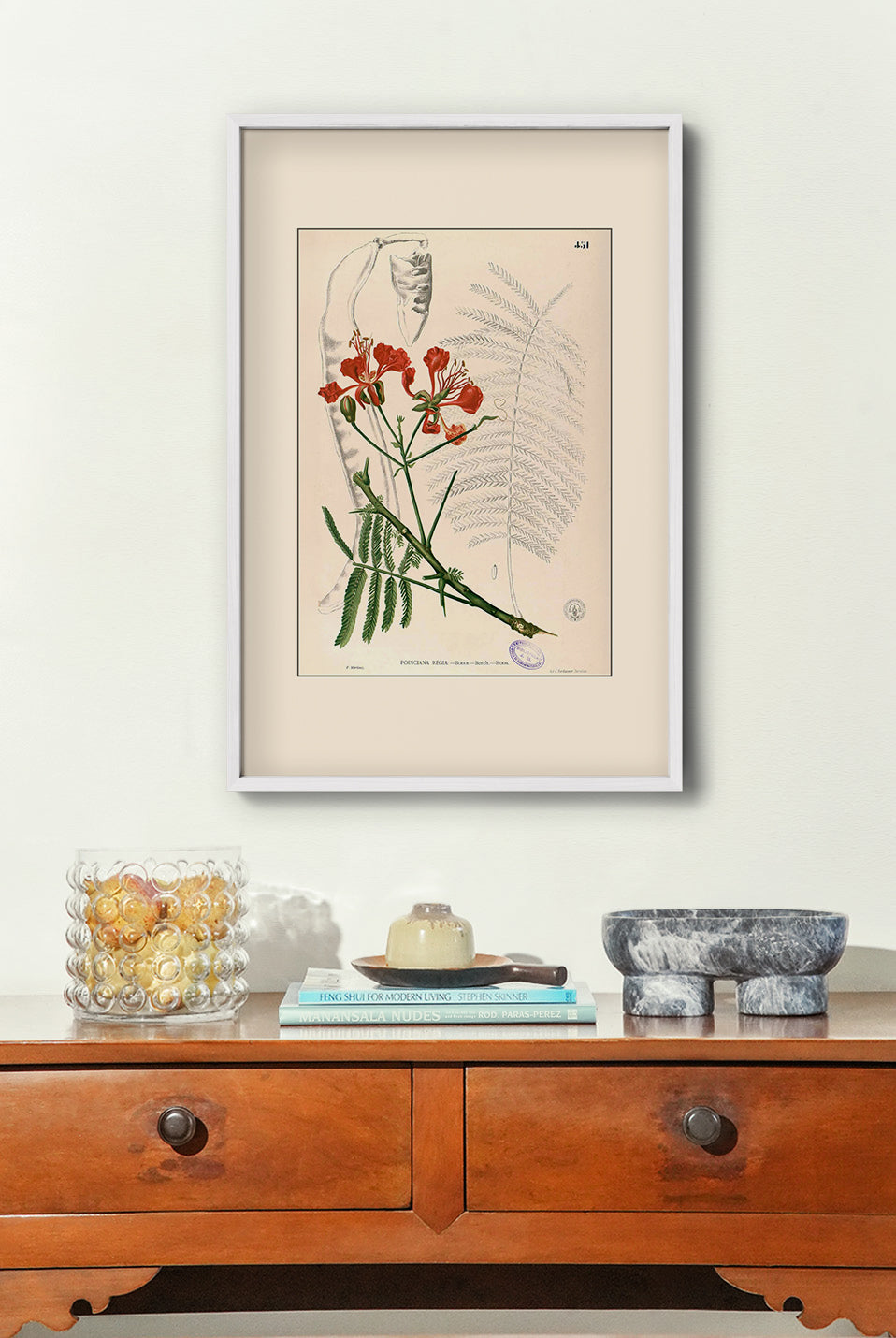 Delonix Regia - Filipino Botanical Illustration