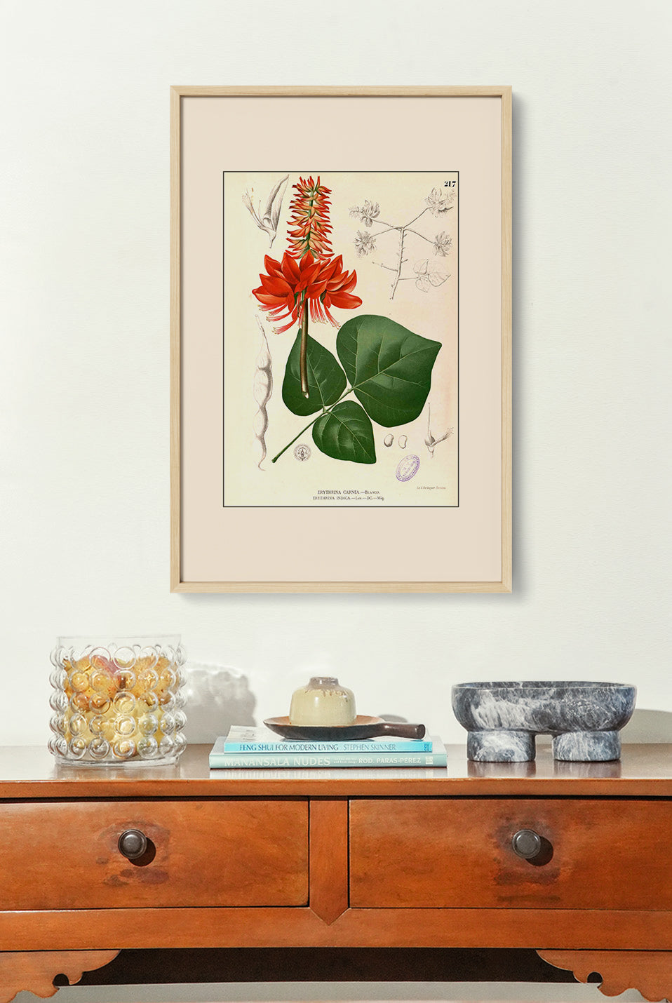 Erythrina variegata - Filipino Botanical Illustration