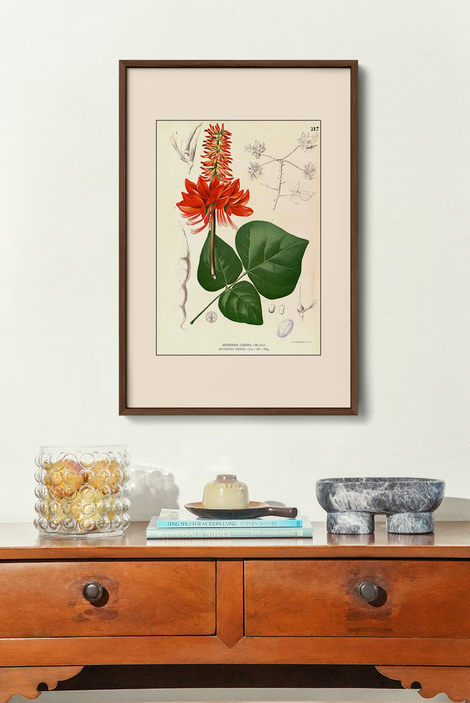 Erythrina variegata - Filipino Botanical Illustration