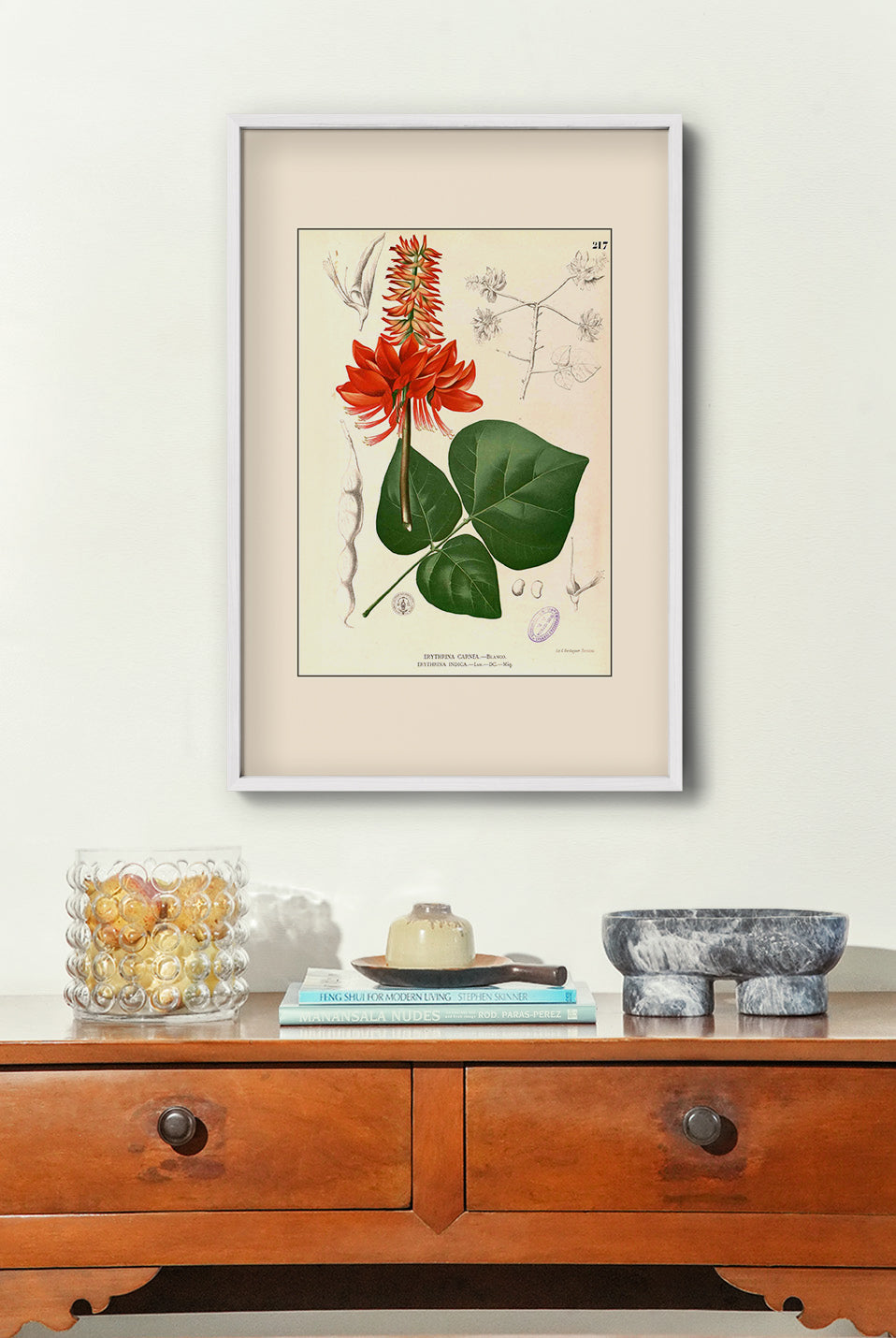 Erythrina variegata - Filipino Botanical Illustration