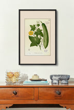 Luffa Petola - Filipino Botanical Illustration
