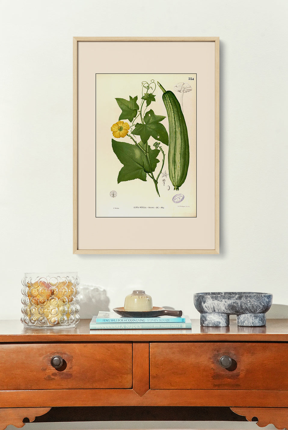 Luffa Petola - Filipino Botanical Illustration