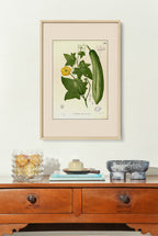 Luffa Petola - Filipino Botanical Illustration