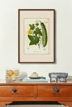 Luffa Petola - Filipino Botanical Illustration