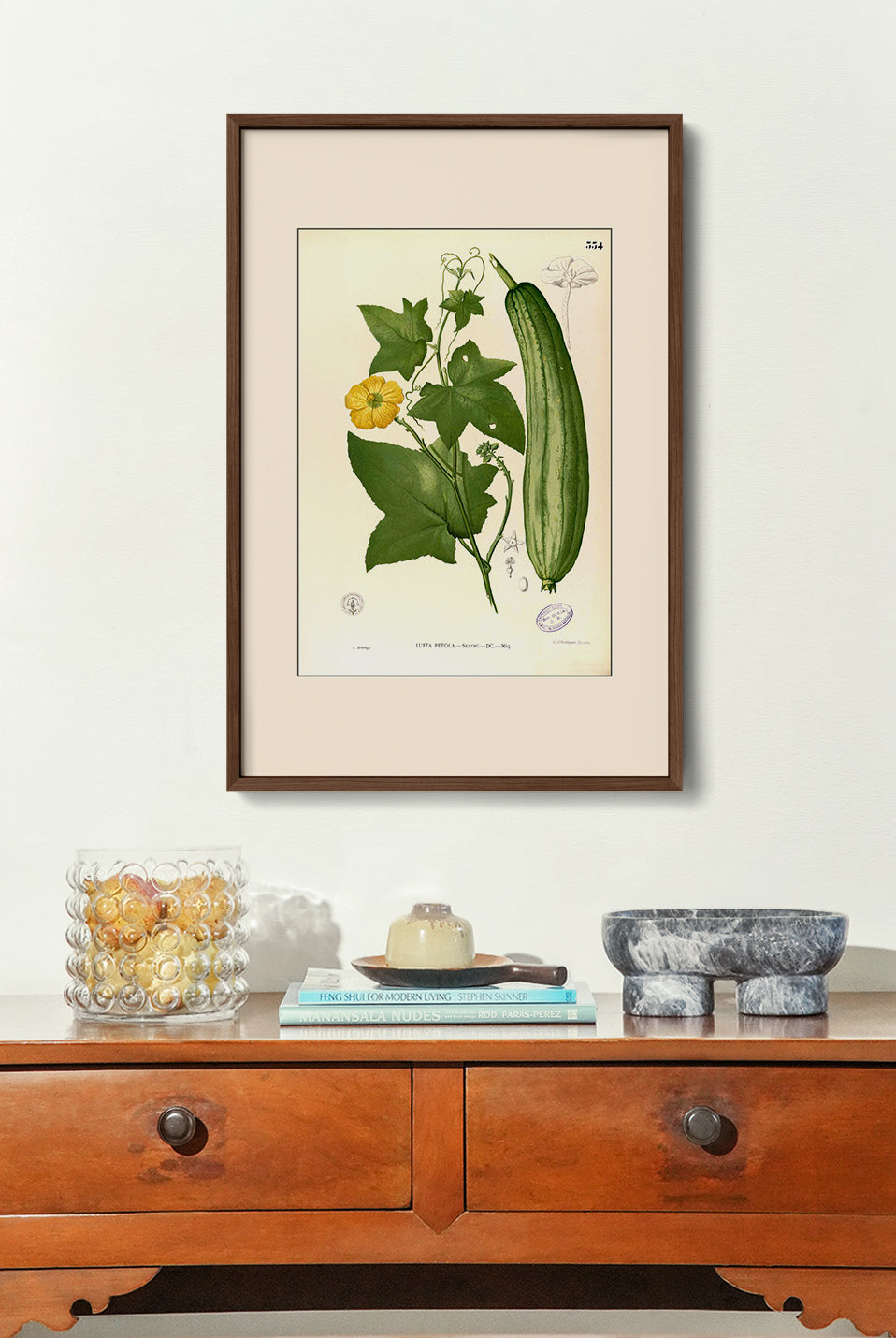 Luffa Petola - Filipino Botanical Illustration