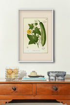 Luffa Petola - Filipino Botanical Illustration
