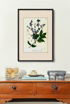 Memecylon Edule - Filipino Botanical Illustration