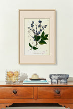 Memecylon Edule - Filipino Botanical Illustration