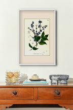 Memecylon Edule - Filipino Botanical Illustration