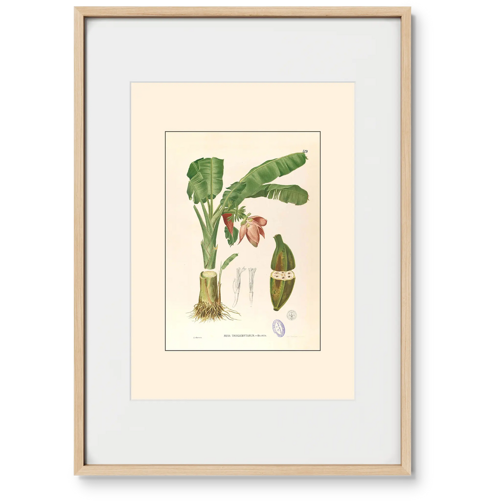 Musa Troglodytarum - Filipino Botanical Illustration