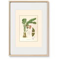 Musa Troglodytarum - Filipino Botanical Illustration
