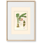 Musa Troglodytarum - Filipino Botanical Illustration