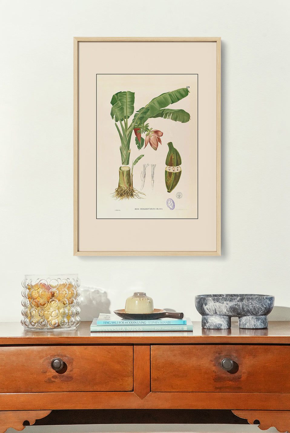 Musa Troglodytarum - Filipino Botanical Illustration