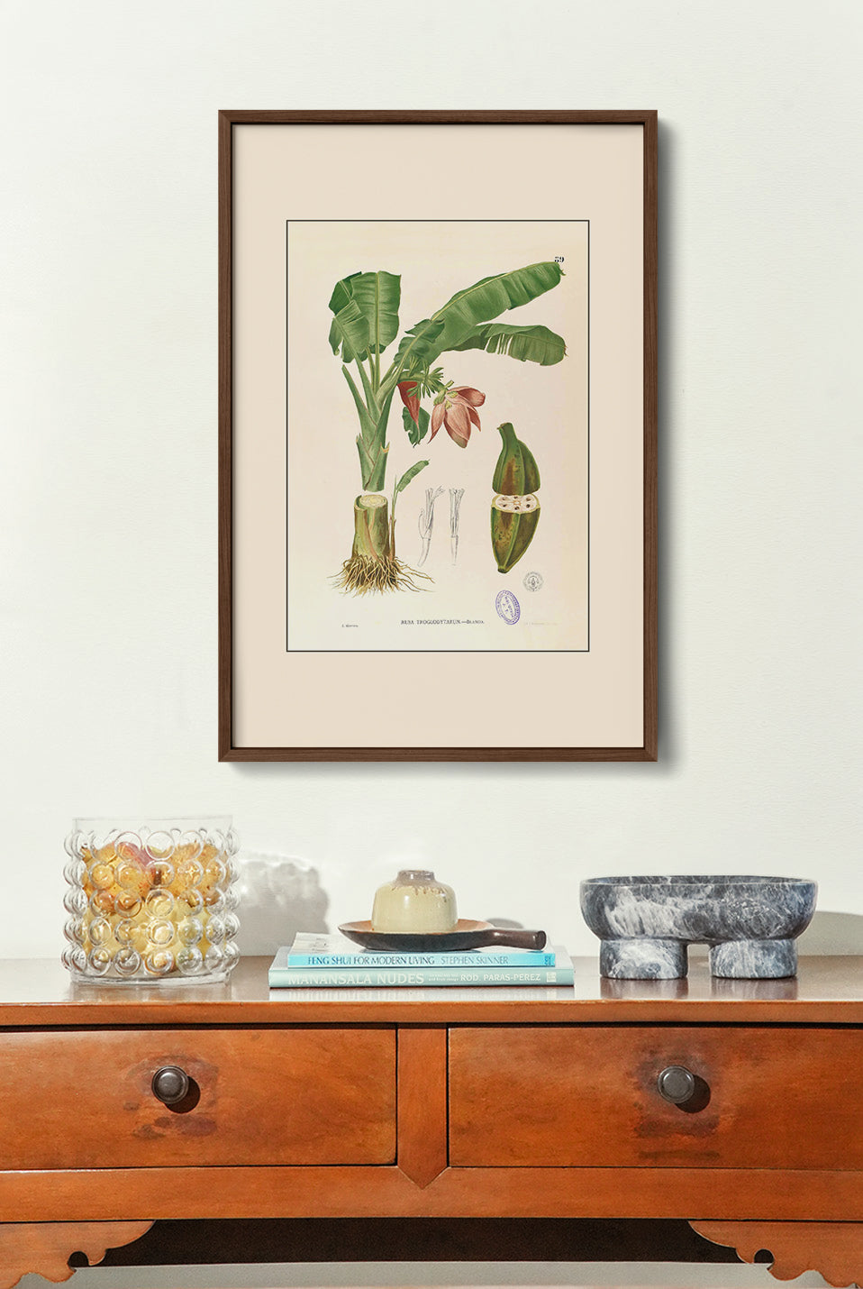 Musa Troglodytarum - Filipino Botanical Illustration
