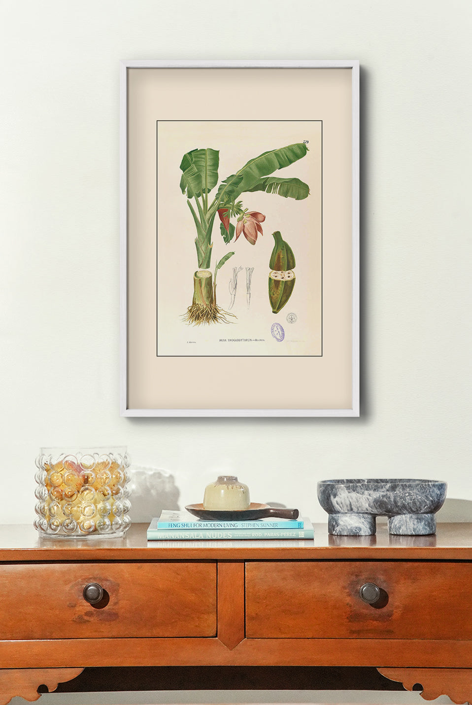Musa Troglodytarum - Filipino Botanical Illustration