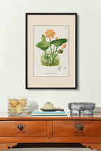Nelumbo Nucifera - Filipino Botanical Illustration