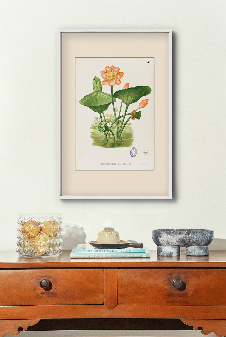 Nelumbo Nucifera - Filipino Botanical Illustration