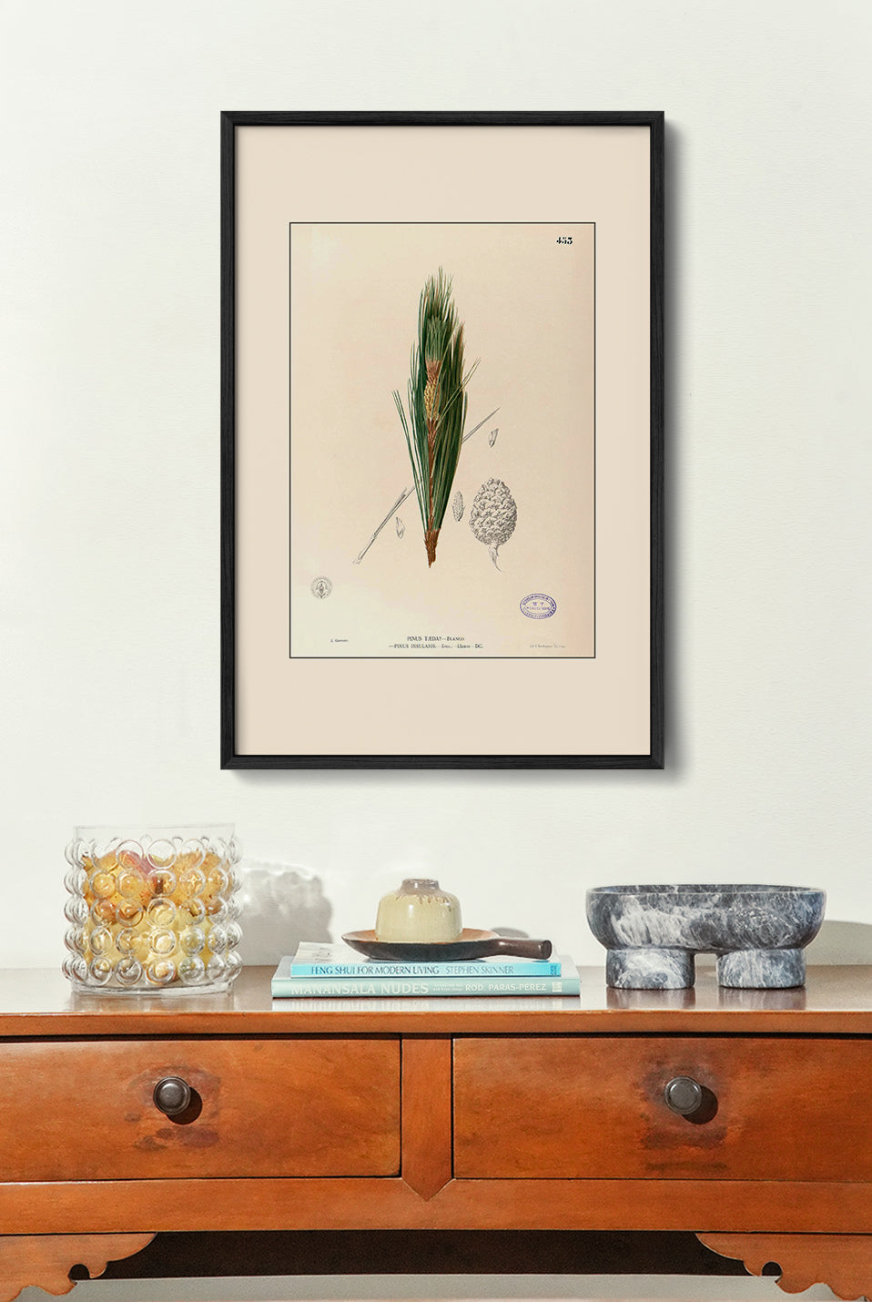 Pinus Kesiya - Filipino Botanical Illustration