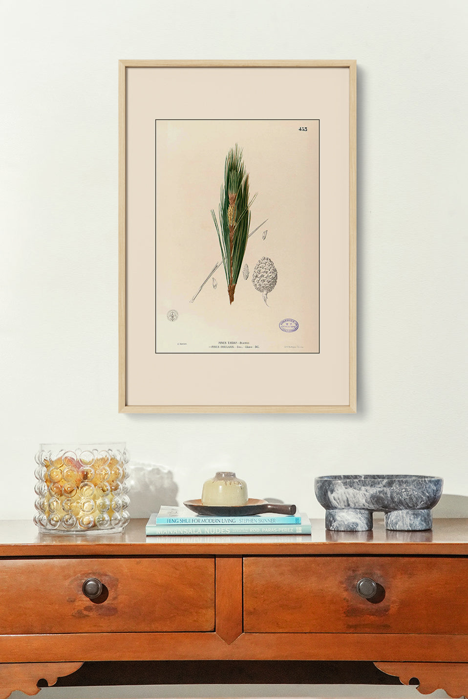 Pinus Kesiya - Filipino Botanical Illustration