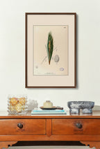 Pinus Kesiya - Filipino Botanical Illustration