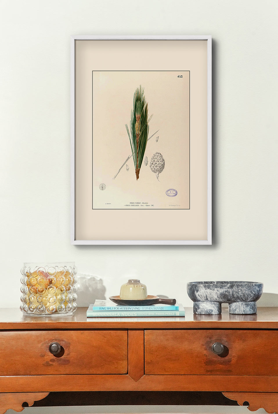 Pinus Kesiya - Filipino Botanical Illustration