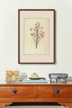 Russelia Juncea - Filipino Botanical Illustration
